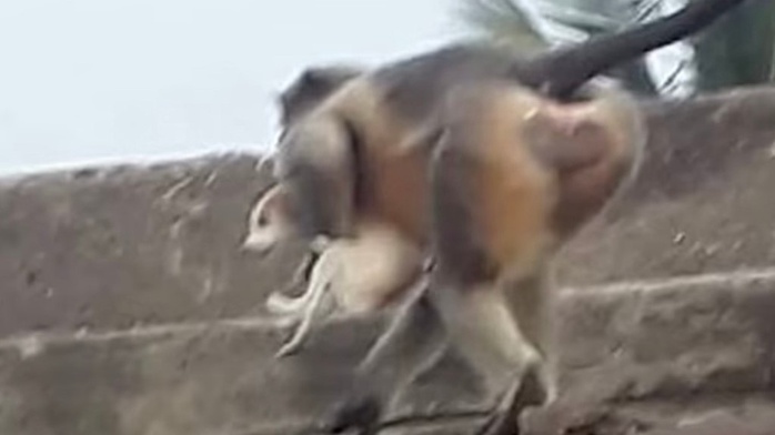 Kinh hoàng khỉ ném cháu bé 4 tháng tuổi từ sân thượng xuống đất ở Ấn Độ - Ảnh 2.