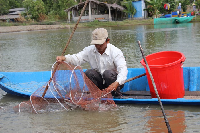 Cá kèo tăng giá kỷ lục, mít Thái ném xuống ao cho cá ăn - Ảnh 2.