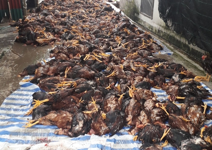 Sét đánh chết gần 6.000 con gà trong trang trại - Ảnh 1.