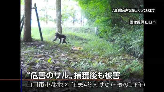 Nhật Bản an tử khỉ tấn công người dân - Ảnh 1.