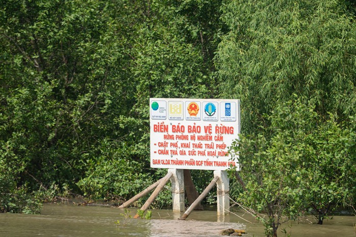 Trợ lý Tổng Thư ký Liên Hiệp Quốc lội bùn trồng rừng tại Thanh Hóa - Ảnh 6.