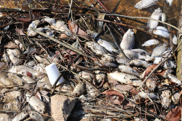 Cá chết bất thường tại hồ nước sạch cung cấp cho hàng ngàn hộ dân TP Hà Tĩnh - Ảnh 1.