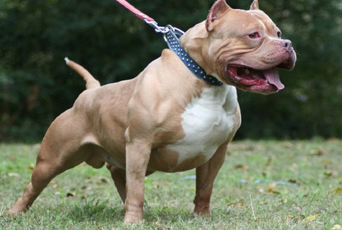 Vụ nữ chủ nhà bị chó Pitbull cắn tử vong: Tiêu hủy con chó phản chủ - Ảnh 1.