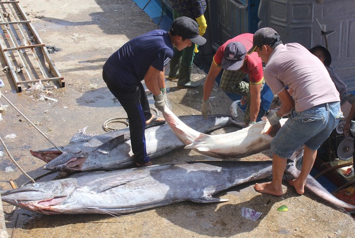 Cửa biển Mỹ Á hồi sinh - Ảnh 2.