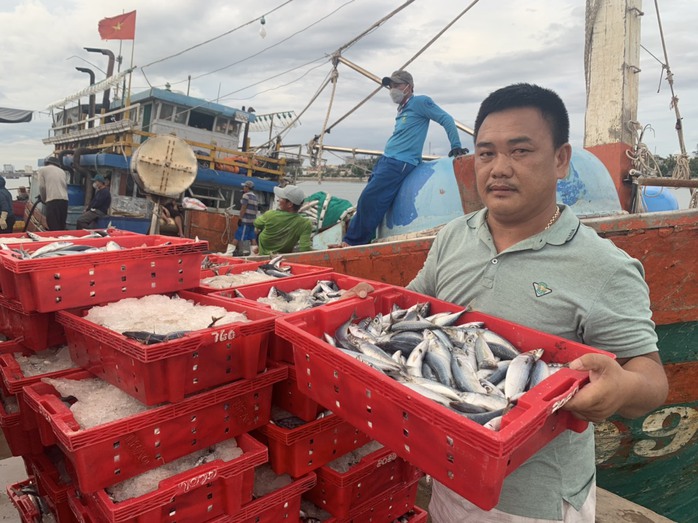 Tàu cá ở Quảng Bình thu 2,5 tỉ đồng nhờ trúng đậm cá nục sau 20 ngày ra khơi - Ảnh 2.
