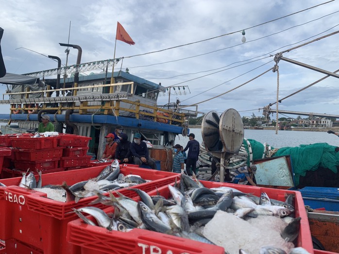 Tàu cá ở Quảng Bình thu 2,5 tỉ đồng nhờ trúng đậm cá nục sau 20 ngày ra khơi - Ảnh 1.