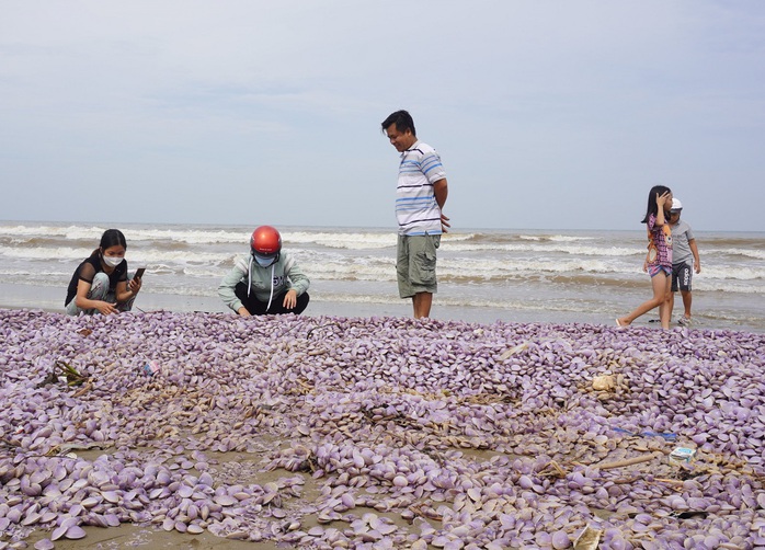 3 km bờ biển Thanh Hóa xuất hiện hàng tấn vỏ ngao chết trôi dạt - Ảnh 5.
