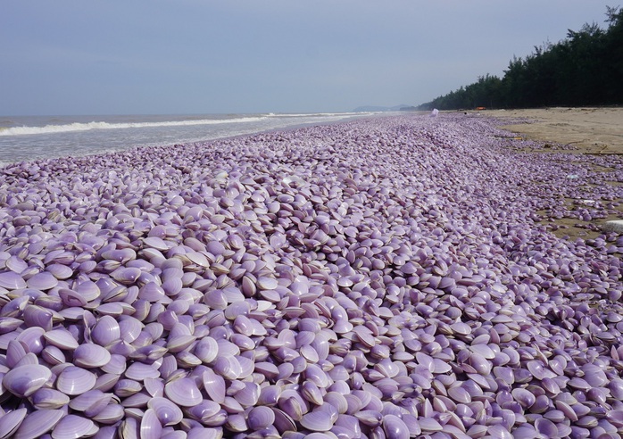 3 km bờ biển Thanh Hóa xuất hiện hàng tấn vỏ ngao chết trôi dạt - Ảnh 1.