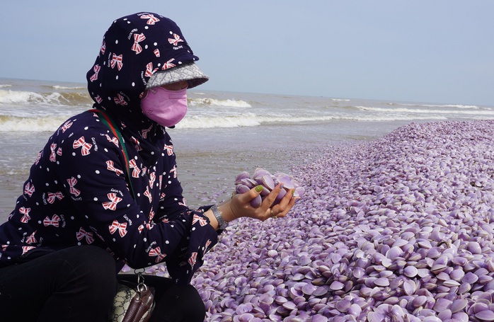 3 km bờ biển Thanh Hóa xuất hiện hàng tấn vỏ ngao chết trôi dạt - Ảnh 4.