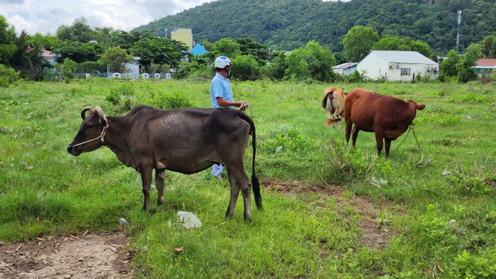 Bắt quả tang gã đàn ông chuyên đi trộm trâu, bò - Ảnh 1.