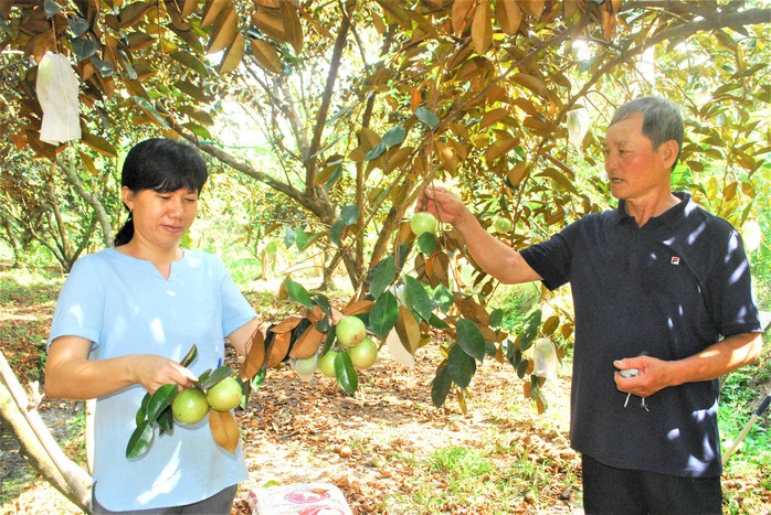 Cần mở rộng vùng trồng vú sữa Vĩnh Kim - Ảnh 1.