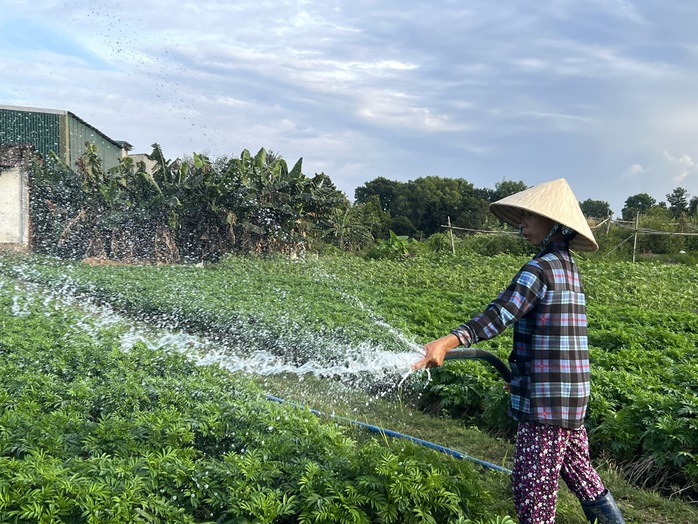 Làng hoa Tân Ba vào vụ Tết - Ảnh 6.