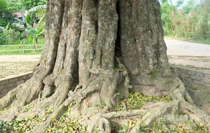 Cụ cây 300 năm tuổi ở Thanh Hóa được công nhận là cây di sản Việt Nam - Ảnh 3.
