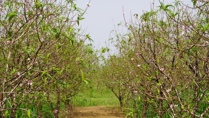 Lên đời nhờ trồng đào phai - Ảnh 1.