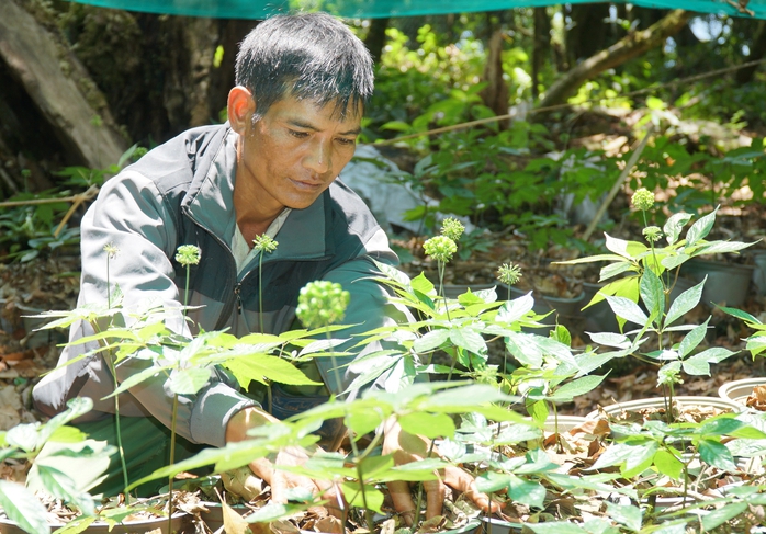 Chung tay bảo vệ quốc bảo sâm Ngọc linh - Ảnh 3.