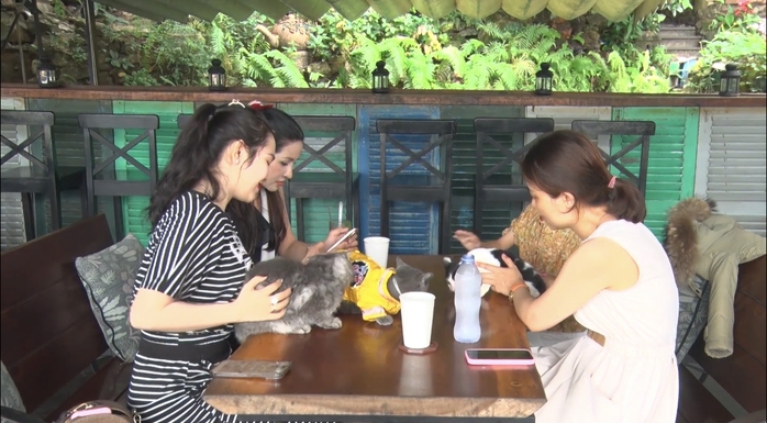 Thú vị với cách nuôi mèo của người dân đảo ngọc Phú Quốc - Ảnh 5.