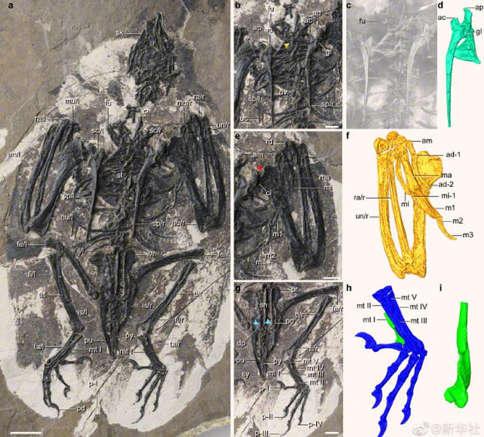 Trung Quốc: Chim mang đầu T-rex hiện nguyên hình từ cõi chết - Ảnh 2.