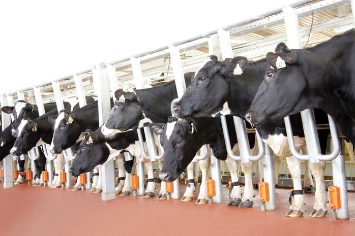TH true MILK nhận giải thưởng Trang trại chăn nuôi bò sữa tốt nhất Việt Nam - Ảnh 2. TH true MILK nhận giải thưởng Trang trại chăn nuôi bò sữa tốt nhất Việt Nam - Ảnh 2.