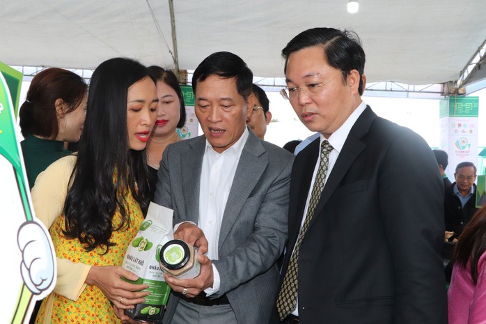 Đánh thức giá trị cây nhàu ở Tam Kỳ - Ảnh 1. Đánh thức giá trị cây nhàu ở Tam Kỳ - Ảnh 1.