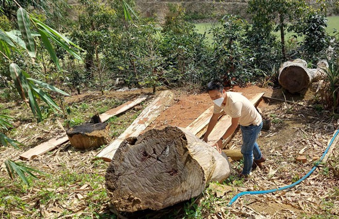 Hàng loạt dự án ở Kon Tum để mất rừng - Ảnh 1.