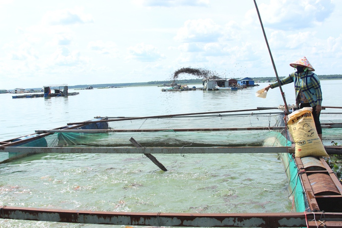 Cấm khai thác thủy sản ở hồ Dầu Tiếng trong 1 tháng - Ảnh 1.