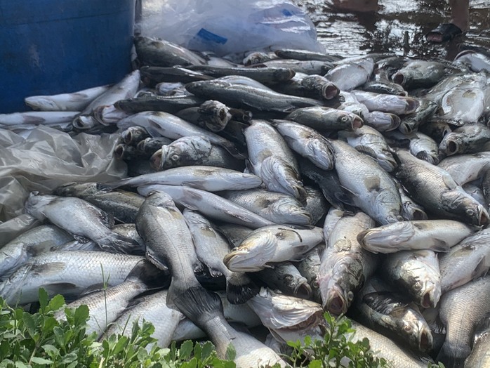 Hơn 50 tấn cá lồng bè chết trắng, nông dân trắng tay sau một đêm thức dậy - Ảnh 1.