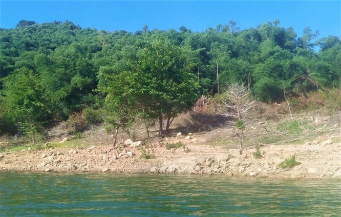 Bình Định thu hồi 138,4 ha đất rừng từ gia đình nguyên bí thư huyện  - Ảnh 1.