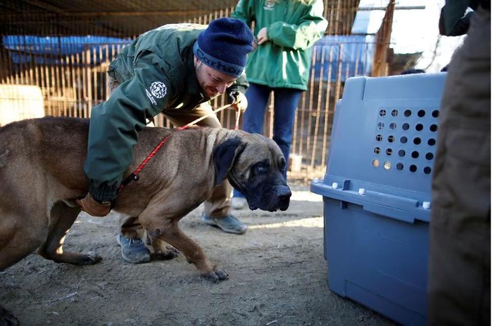Hàn Quốc dứt khoát về việc cấm ăn thịt chó - Ảnh 1.