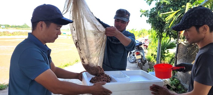 Nuôi rươi bán 300 ngàn đồng/kg, nông dân thu chục triệu đồng/ngày - Ảnh 6.