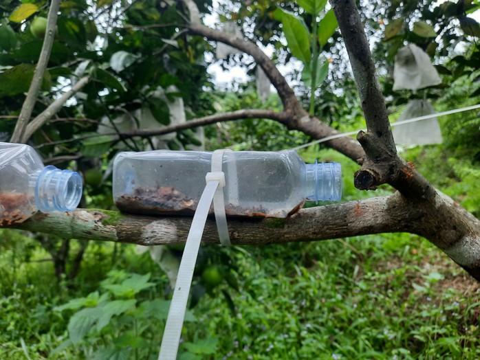 Độc lạ Hà Tĩnh: Nuôi 40 tổ kiến vàng để bảo vệ vườn cam - Ảnh 7.