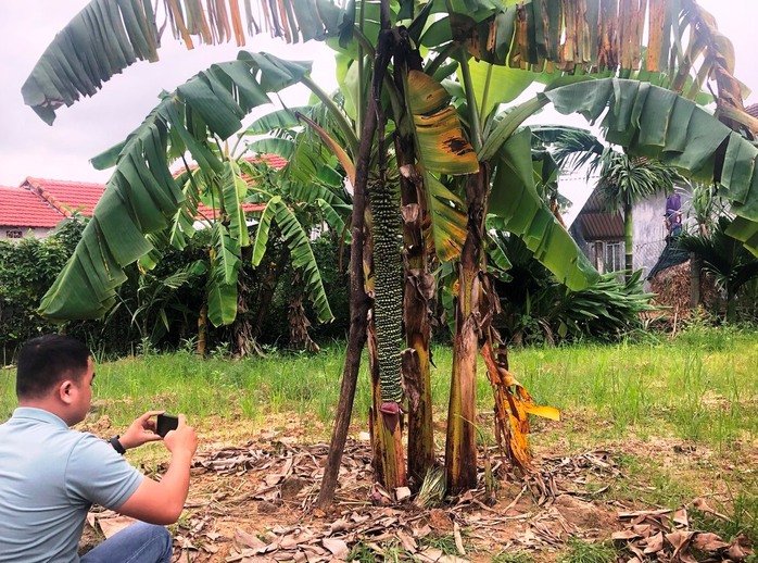 Độc lạ cây chuối trổ buồng hơn 100 nải ở Quảng Ngãi - Ảnh 4.