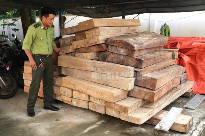 Phát hiện gỗ lậu cất giấu trên đất của trưởng phòng ở Quảng Nam - Ảnh 2.