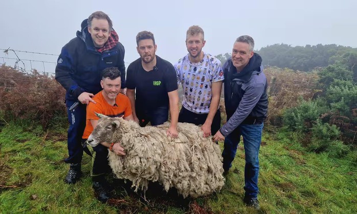 “Con cừu cô đơn nhất nước Anh” được giải cứu sau 2 năm mắc kẹt - Ảnh 4.