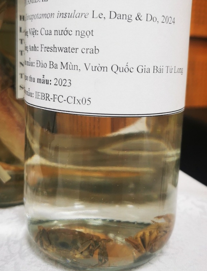Phát hiện loài cua nước ngọt mới tại Quảng Ninh- Ảnh 1. Loài cua nước ngọt mới được tìm thấy tại một số đảo ở Quảng Ninh. Ảnh: Đồ Hùng