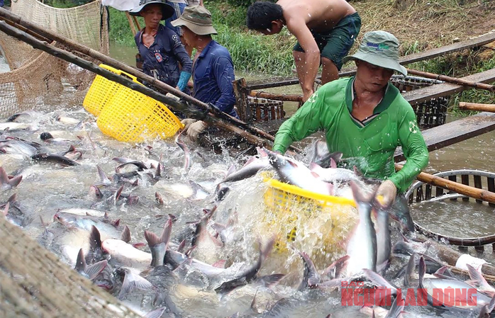 Nỗ lực đưa ngành cá tra phát triển mạnh trở lại- Ảnh 3. Nỗ lực đưa ngành cá tra phát triển mạnh trở lại- Ảnh 3.