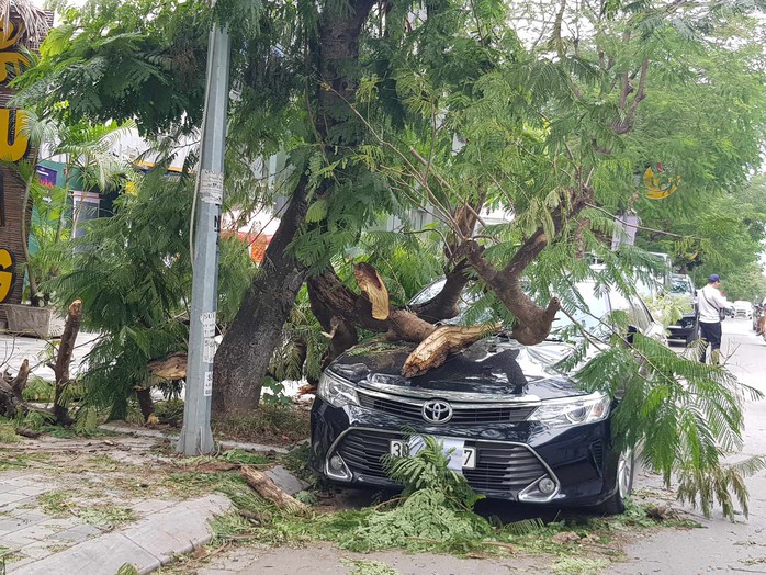 Gió mùa đông bắc mạnh làm cây gãy đổ đè bẹp ôtô Camry 2.5Q- Ảnh 1. Gió mùa đông bắc mạnh làm cây gãy đổ đè bẹp ôtô Camry 2.5Q- Ảnh 1.