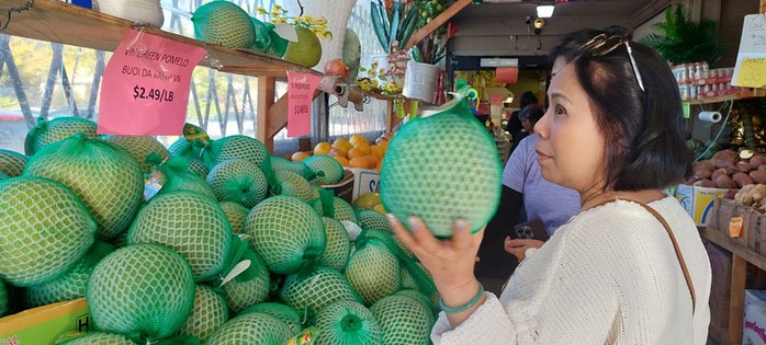 Bưởi da xanh Việt Nam rất được ưa chuộng tại Mỹ Bưởi da xanh Việt Nam rất được ưa chuộng tại Mỹ