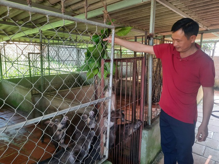 Anh Trần Nam Giang đang cho heo rừng mẹ thuần chủng ăn lá thảo dược Anh Trần Nam Giang đang cho heo rừng mẹ thuần chủng ăn lá thảo dược