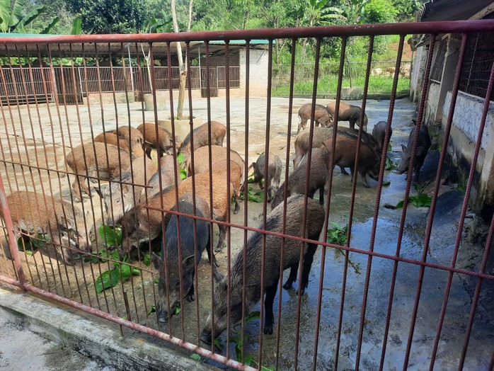 Đàn lợn rừng đang trong thời kỳ phát triển của trang trại gia đình anh Giang Đàn lợn rừng đang trong thời kỳ phát triển của trang trại gia đình anh Giang