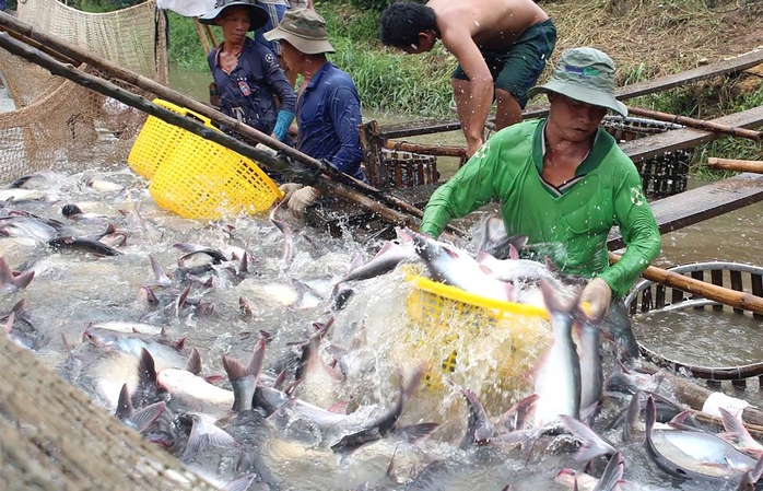 Kỳ vọng ngành hàng cá tra khởi sắc trong năm 2024- Ảnh 1. Kỳ vọng ngành hàng cá tra khởi sắc trong năm 2024- Ảnh 1.