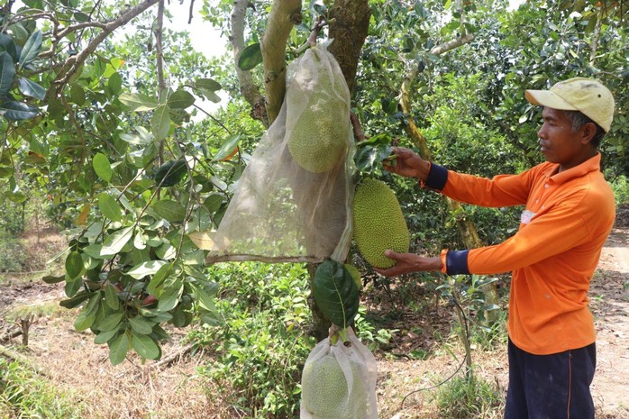 Sóc Trăng: Tập trung chính sách giảm nghèo, chăm lo đồng bào dân tộc thiểu số- Ảnh 1. Sóc Trăng: Tập trung chính sách giảm nghèo, chăm lo đồng bào dân tộc thiểu số- Ảnh 1.