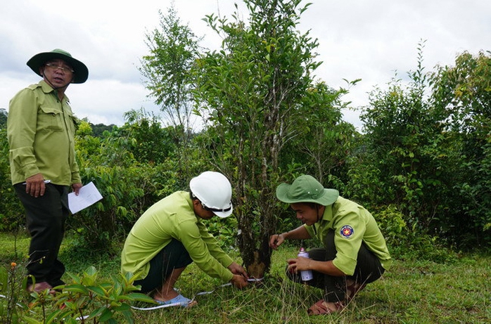 Sản vật trời ban ở An Lão- Ảnh 2. Sản vật trời ban ở An Lão- Ảnh 2.