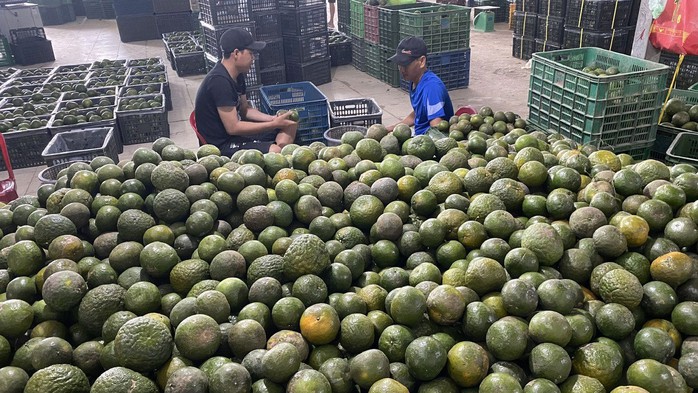 Giá cam sành tại huyện Trà Ôn, tỉnh Vĩnh Long có nhích lên nhưng vẫn còn thấp Ảnh: CA LINH Giá cam sành tại huyện Trà Ôn, tỉnh Vĩnh Long có nhích lên nhưng vẫn còn thấp Ảnh: CA LINH