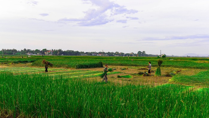 Thăng trầm chiếu cói Nga Sơn- Ảnh 1. Thăng trầm chiếu cói Nga Sơn- Ảnh 1.