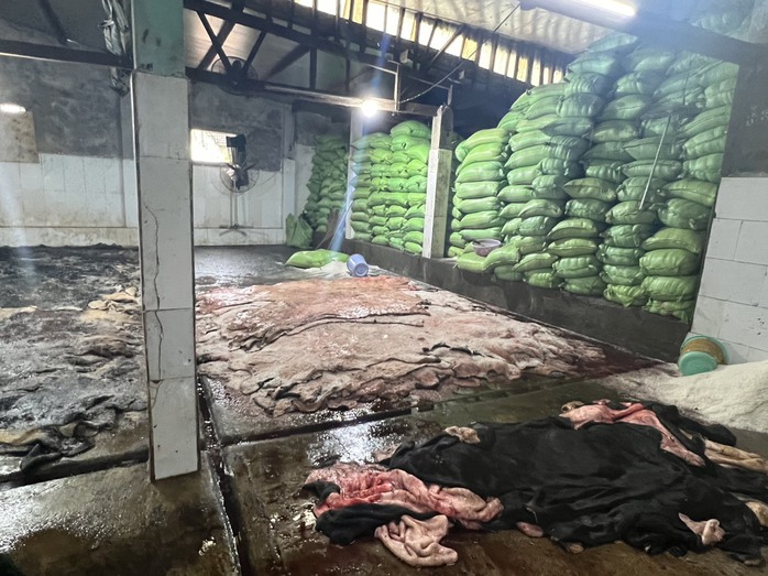 Kinh hãi 4 tấn da bò đang phân hủy, chuẩn bị tung ra thị trường- Ảnh 1. Kinh hãi 4 tấn da bò đang phân hủy, chuẩn bị tung ra thị trường- Ảnh 1.