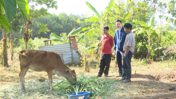 Kỳ lạ: Cấp bò cái sinh sản, dân nghèo lại nhận... bê con- Ảnh 1. Kỳ lạ: Cấp bò cái sinh sản, dân nghèo lại nhận... bê con- Ảnh 1.