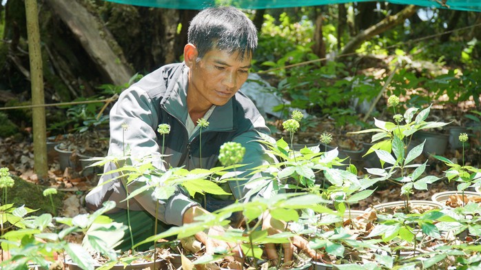 Nhờ trồng sâm Ngọc Linh mà nhiều người dân Tu Mơ Rông làm giàu