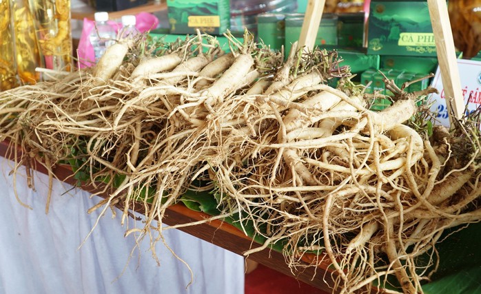 Sâm dây sau thu hoạch của người dân Tu Mơ Rông