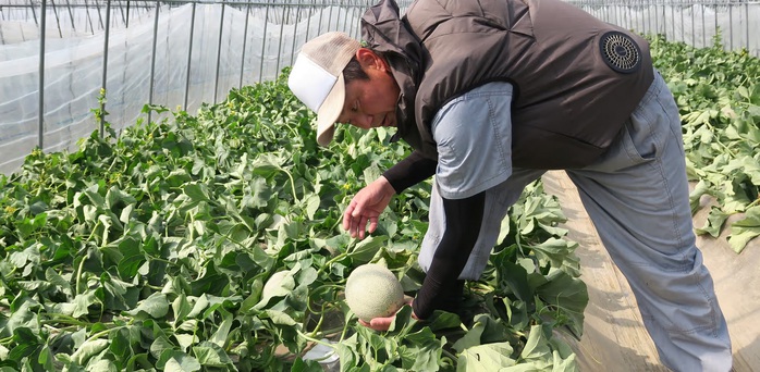 Dưa lưới Yubari đòi hỏi kỹ thuật canh tác cao. Ảnh: Straits Times Dưa lưới Yubari đòi hỏi kỹ thuật canh tác cao. Ảnh: Straits Times