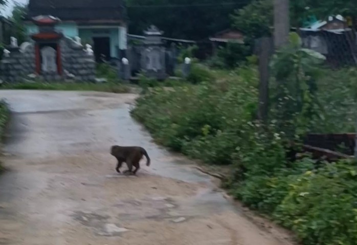 Khỉ bất ngờ xuất hiện cắn chết 4 con chó, làm 3 người bị thương- Ảnh 2. Khỉ bất ngờ xuất hiện cắn chết 4 con chó, làm 3 người bị thương- Ảnh 2.